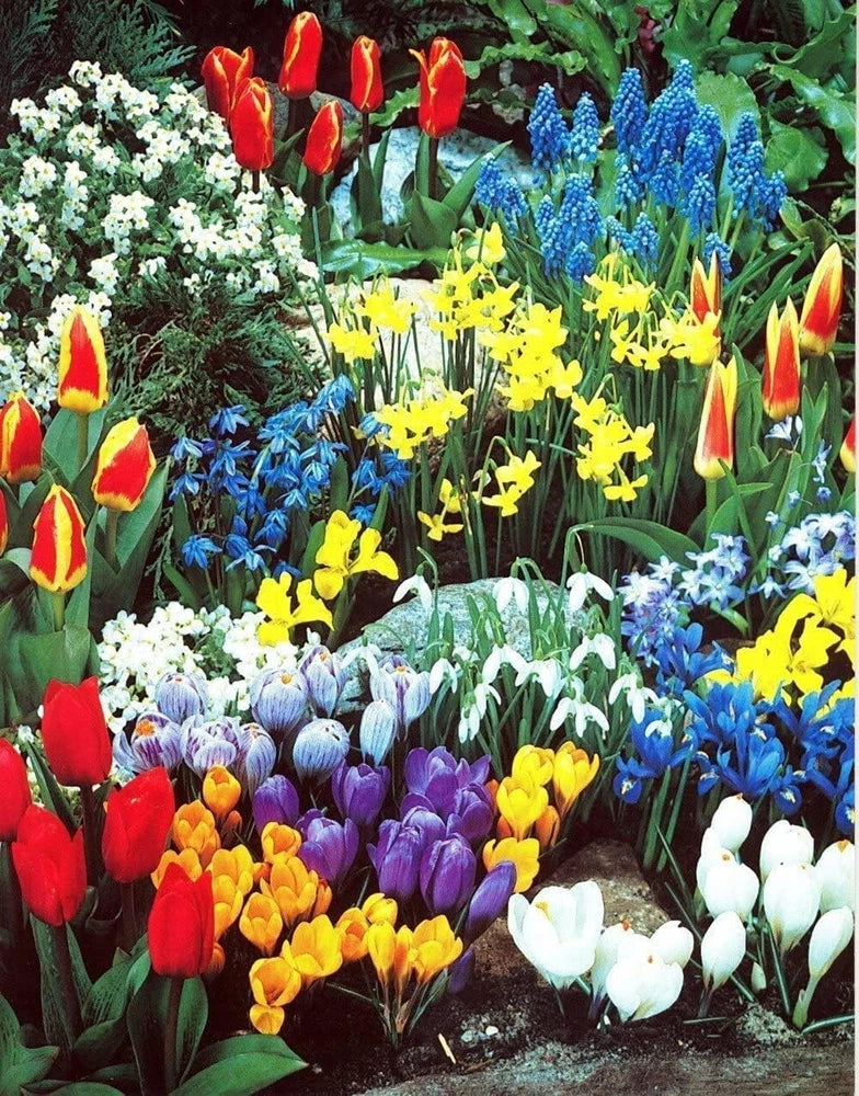 Assorted spring flower bulb kit displaying red, blue, yellow, white, and purple blooms