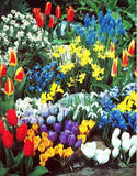 Assorted spring flower bulb kit displaying red, blue, yellow, white, and purple blooms
