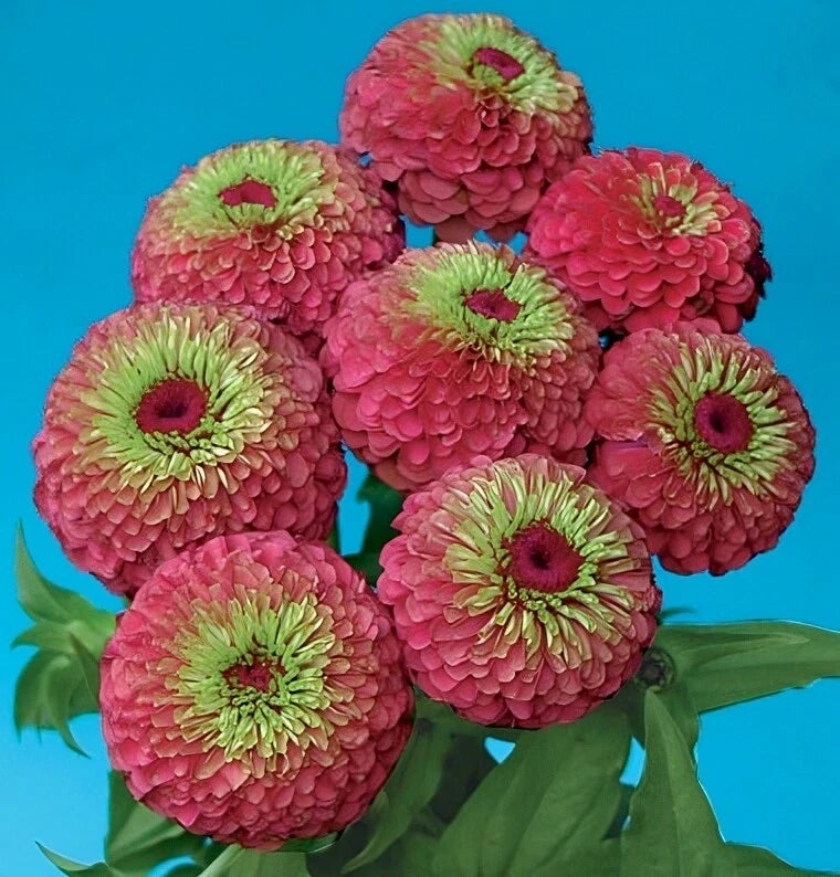 Zinnia Queen Red Lime Nice Garden Flower By Seed Kingdom 25 Seeds Garden Plants