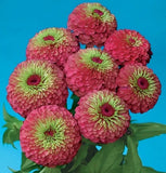 Zinnia Queen Red Lime Nice Garden Flower By Seed Kingdom 25 Seeds Garden Plants