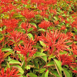 Set 2 Hamelia Mexican Firebush Starter Plant - 3-6" Tall - Ornamental Shrub Flowering Plants