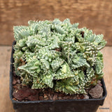D3925 FAUCARIA TUBERCOLOSA MONSTER pot9-H8-W11 cm MaMa Cactus Green Plant