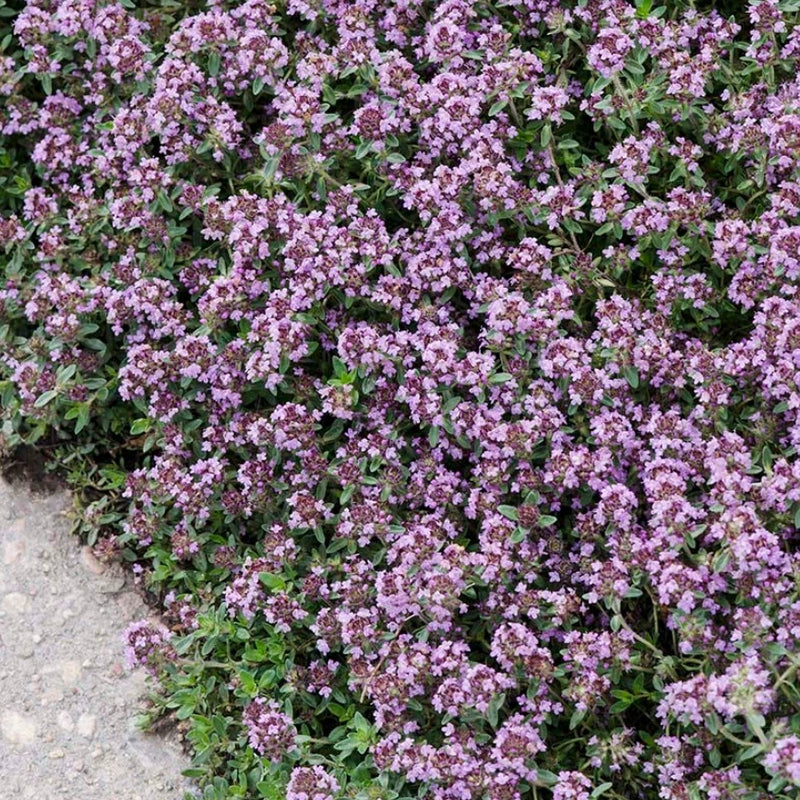 1 Live Creeping Thyme ÔPink ChintzÕ Plant Ð 3Ð4 Inch Pot Garden Plants
