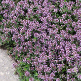 1 Live Creeping Thyme ÔPink ChintzÕ Plant Ð 3Ð4 Inch Pot Garden Plants