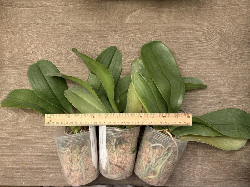 Green orchid plants in clear pots, with broad leaves and measuring label