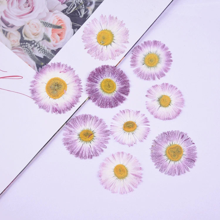 12PCS real Pressed Daisy Flower, 2 size purple dry flower for art craft FCD50 Dried Flower
