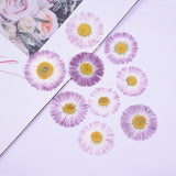 12PCS real Pressed Daisy Flower, 2 size purple dry flower for art craft FCD50 Dried Flower