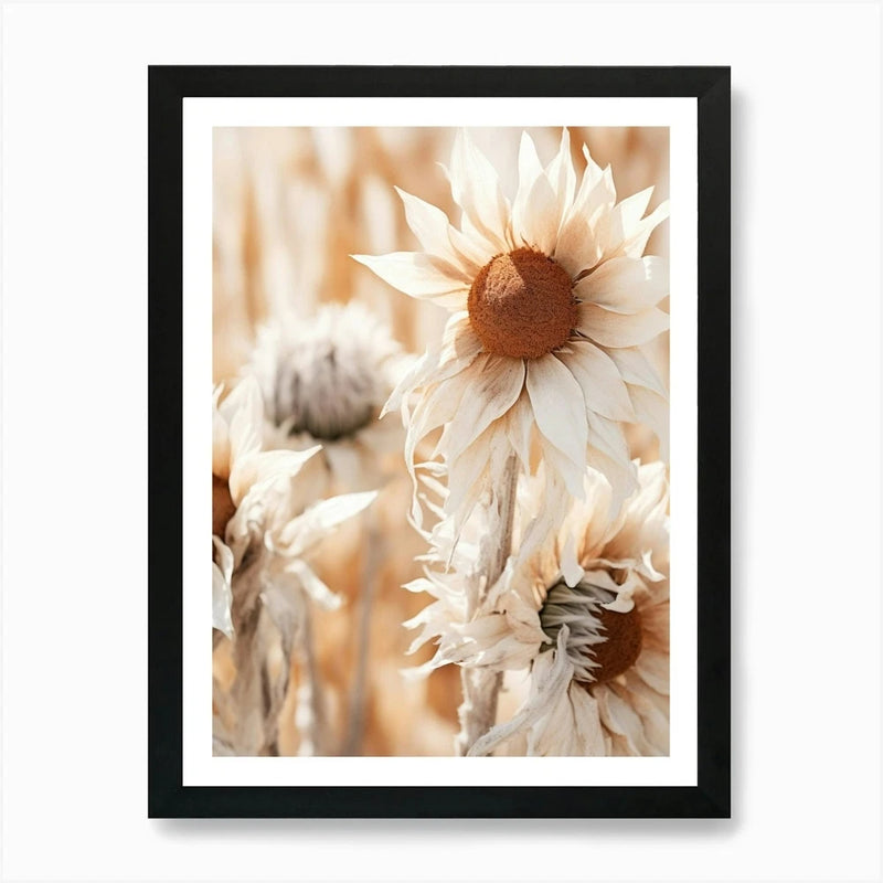 Framed wall art print with cream dried sunflower flowers and brown centers
