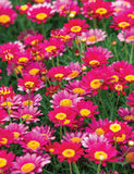 200+ Bright Pink Marguerite Daisy Seeds for Garden - USA - FREE SHIPPING! Garden Plants