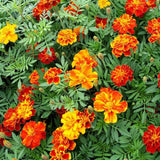 300+ FRENCH MARIGOLD "DWARF" PETITE SEEDS FRESH FOR YOUR FLOWER POTS AND GARDENS Garden Plants