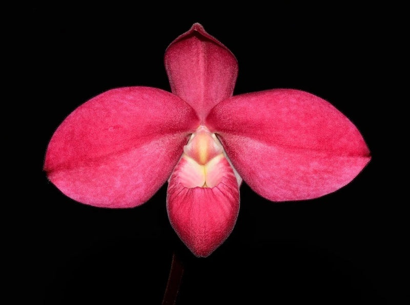 Pink and red orchid flower with five broad petals and a central tapered lip