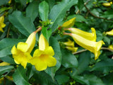 Allamanda Neriifolia rare golden trumpet shrub flowering bush vine seed 5 seeds Orchids