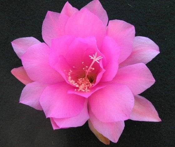 Pink Epiphyllum cactus orchid flower with open petals and pale center stamens