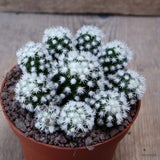 D7615 MAMMILLARIA GRACILIS pot10-H5-W9 cm MaMa Cactus Green Plant