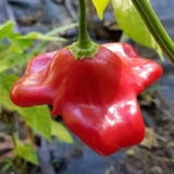 25 + seeds Bishop's Crown  hot pepper garden planting spicy food Garden Plants
