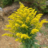 Goldenrod, Sweet (Solidago odora) Flowering Plants