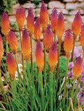 25 Orange Purple Hot Poker Torch Lily Flower Seeds Perennial Seed Lily