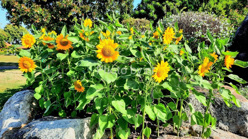 75#  Yellow  Flowers Sunflower THAILAND DIGITAL PHOTO Sunflower