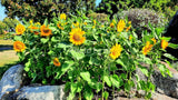 75#  Yellow  Flowers Sunflower THAILAND DIGITAL PHOTO Sunflower