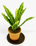 Dolls House Green Plant In A Pot Flower 1:12 Scale Miniature Garden P2 tumdee Green Plant