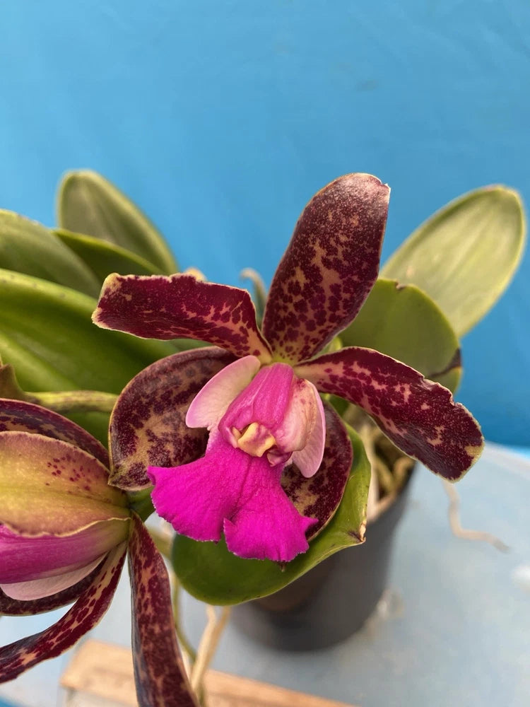 White and maroon speckled orchid in gray pot with bright pink center and green leaves