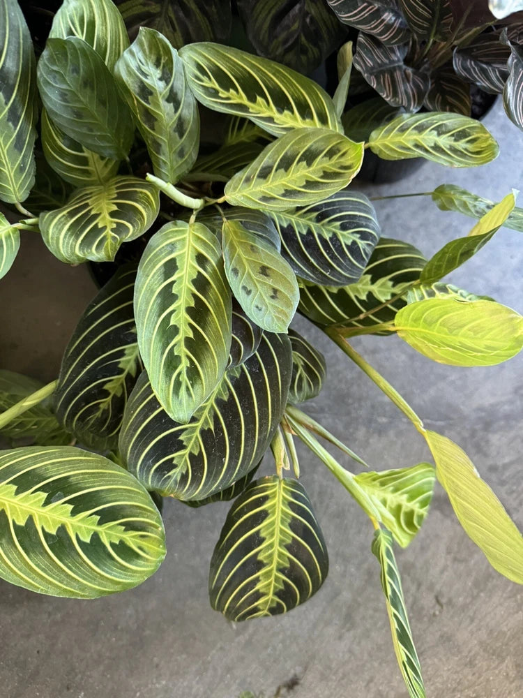 Green prayer plant with striped leaves, viewed in close-up