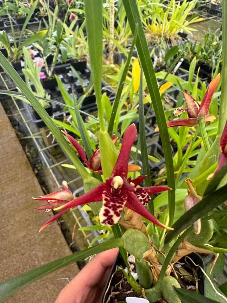 Fragrant orchid plant in 4-inch pot with red and cream speckled star flowers