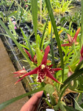 Fragrant orchid plant in 4-inch pot with red and cream speckled star flowers