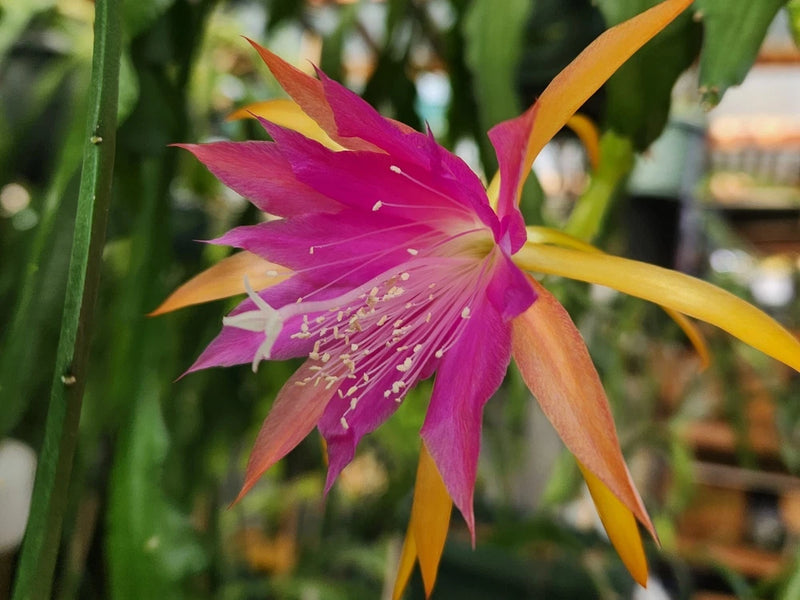 Epiphyllum cutting orchid flower with magenta petals and yellow-orange pointed bracts