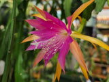 Epiphyllum " JALISCO COWI " Cutting Orchids