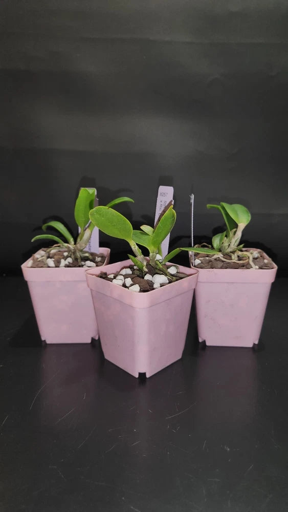 Mini orchid plants in light pink square pots with green leaves