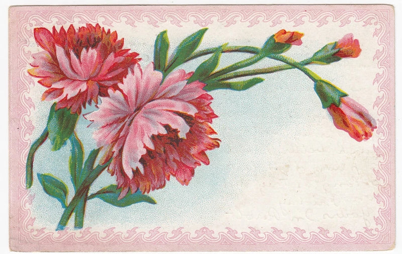 Vintage postcard with red and pink carnation flower illustration, green leaves