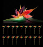 Vibrant Bird of Paradise Silk Sprays - 18pcs, 43" Realistic Floral Decor Green Plant