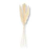 Pottery Barn Dried Pampas Grass Branches, Natural, Set of Three 47 To 53 in Tall Pampas Grass