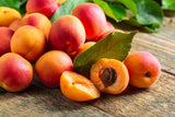 5 MANCHURIAN APRICOT Fruit Tree Flowering Prunus Mandshurica Seeds Flowering Plants