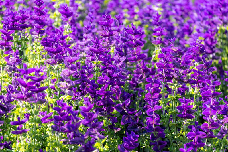 50 BLUE Monday CLARY SAGE Salvia Viridis Horminum Herb Flower Seeds Flowering Plants