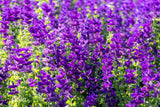 50 BLUE Monday CLARY SAGE Salvia Viridis Horminum Herb Flower Seeds Flowering Plants