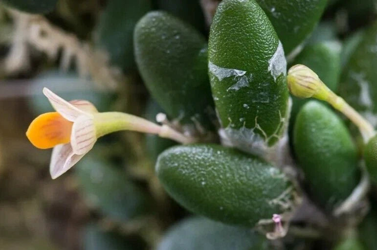 Rare Dendrobium orchid plant with green fleshy leaves and small pale flower