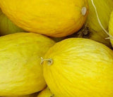 CRENSHAW MELON SEEDS 50+ CANTALOUPE SUMMER garden VINE fruit FREE SHIPPING Garden Plants