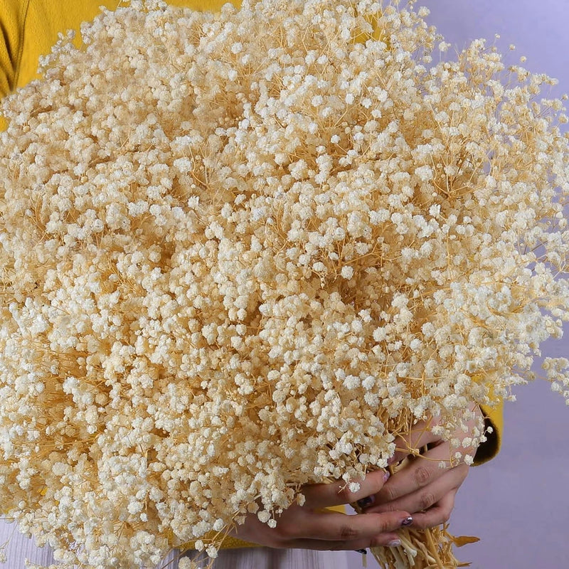6500+ Large Dried Babys Breath Flowers Bouquet - Upgraded Package Ivory White Dried Flower