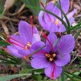 Saffron Spice live plant seed Fresh harvest Grade A Rare seedpack 25+ pack USA Flowering Plants