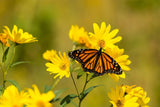 10 Yellow COMPASS PLANT Silphium Laciniatum Prairie Compassplant 4" Flower Seeds Flowering Plants