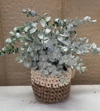 Faux Succulent Plant Dusty Green Crocheted Pot Tan White Jute Twine Cotton 10" Green Plant