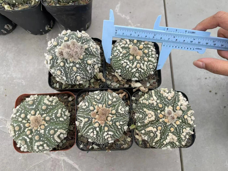 10-pack Ariocarpus cactus plants in small pots, green with white speckled areoles