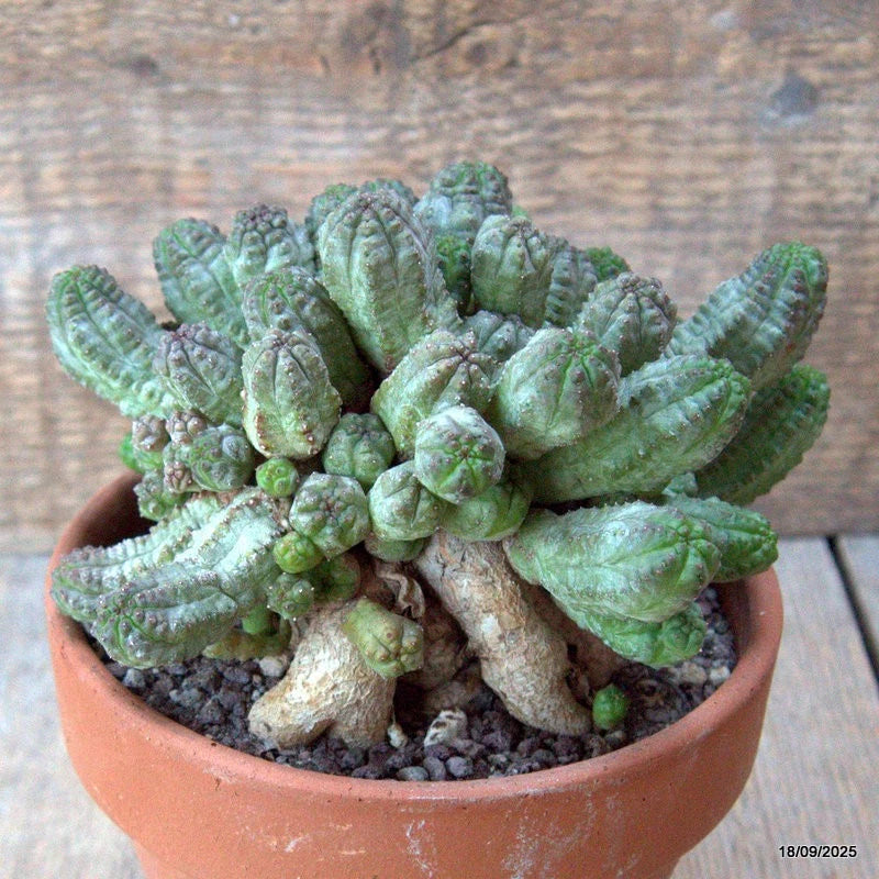 D6504 EUPHORBIA PSEUDOGLOBOSA BIG CAUDEX pot13-H10-W15 cm MaMa Cactus Green Plant