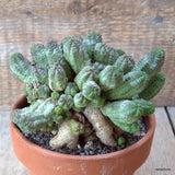 D6504 EUPHORBIA PSEUDOGLOBOSA BIG CAUDEX pot13-H10-W15 cm MaMa Cactus Green Plant