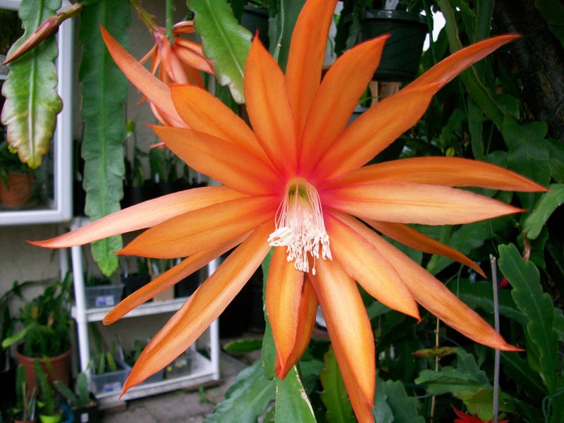 Orange Epiphyllum orchid blossom with long pointed petals and pale center stamens