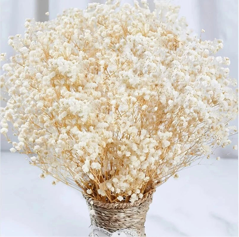 4000+ Dried Babys Breath Flowers Bulk - 17" Ivory White Dried Flower Bouquet ... Dried Flower