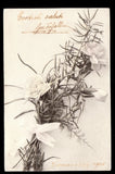 1905 White mini Carnation flowers greetings postcard Carnation