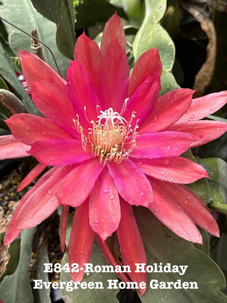Epiphyllum orchid cactus with bright pink-red flower and green leaf-like pads